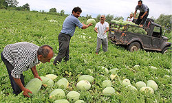 برداشت هندوانه از 9 هزار هکتار مزارع ارزوئیه آغاز شد